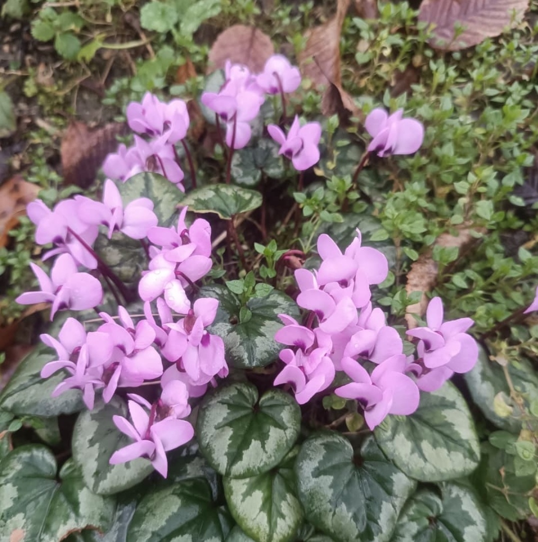 Еще немного сочинской весны