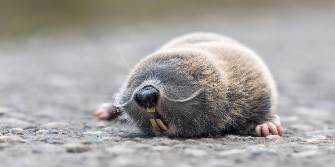 Слепыш – существо, пришедшее к нам из подземного мира