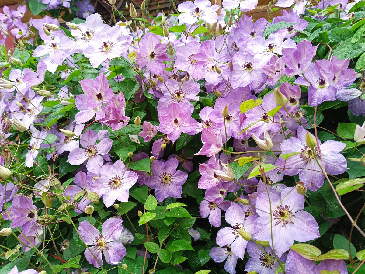 КЛЕМАТИС МОРНИНГ СКАЙ (УТРЕННЕЕ НЕБО)