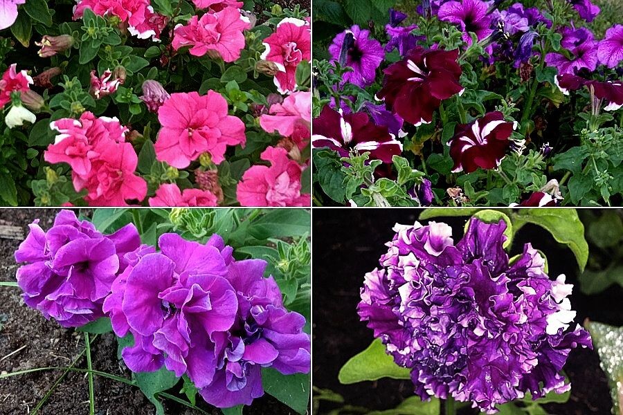 Мои петунии, коллаж из фото автора.