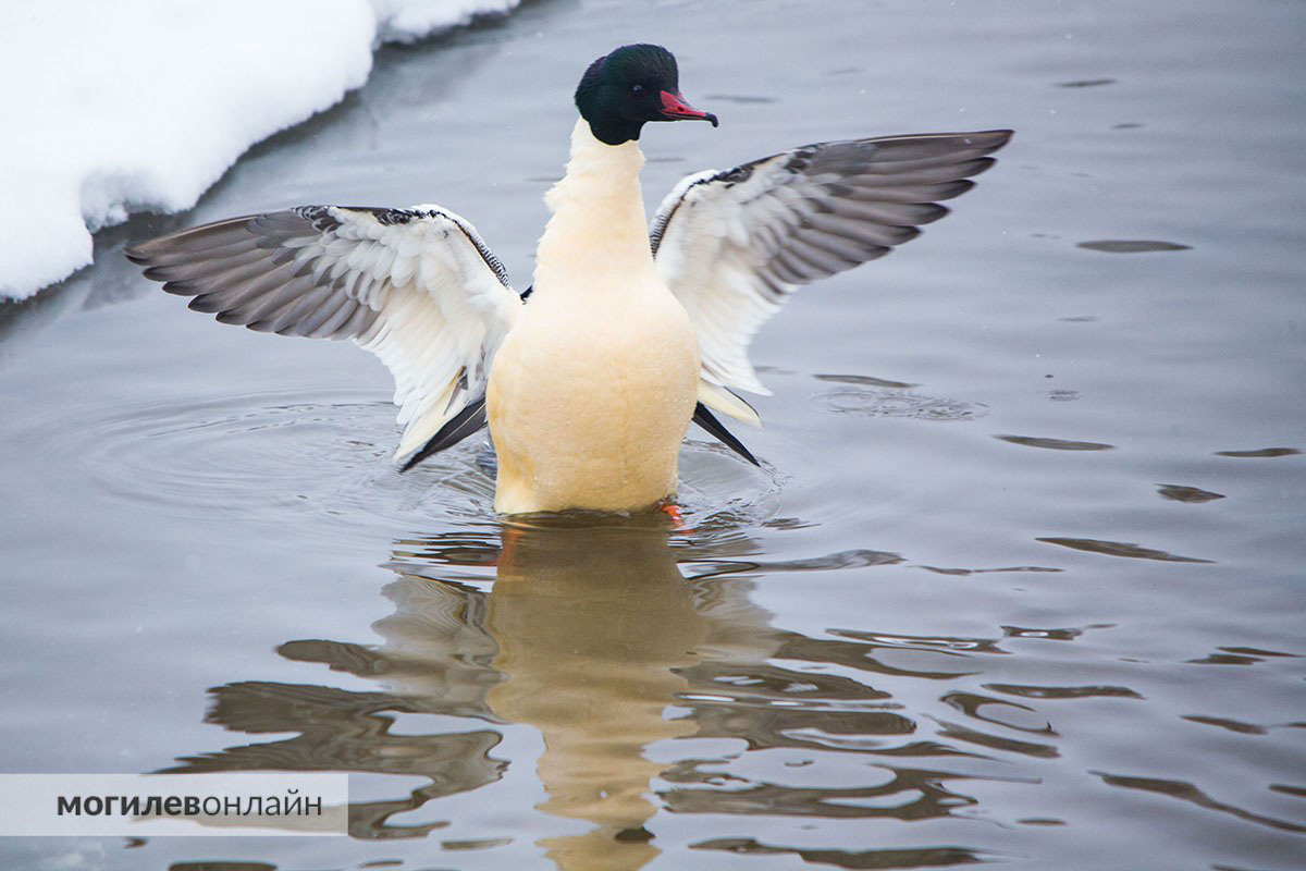    Фото: МогилевОнлайн / Telegram