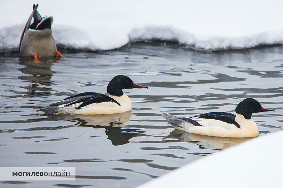    Фото: МогилевОнлайн / Telegram
