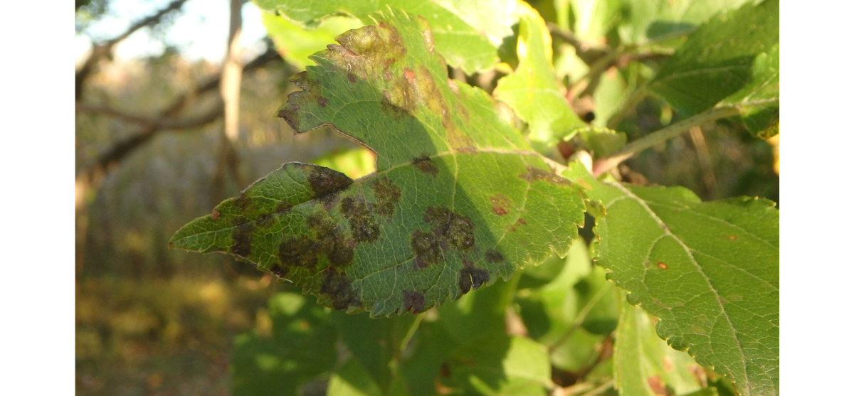 парша на листьях яблони