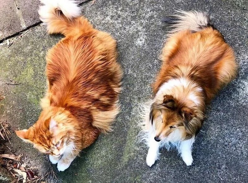    14 фото котов-гигантов, которые переросли своих хозяев