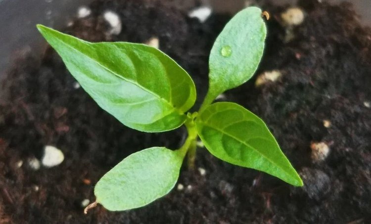 Когда сеять перцы на рассаду: разбираемся со сроками