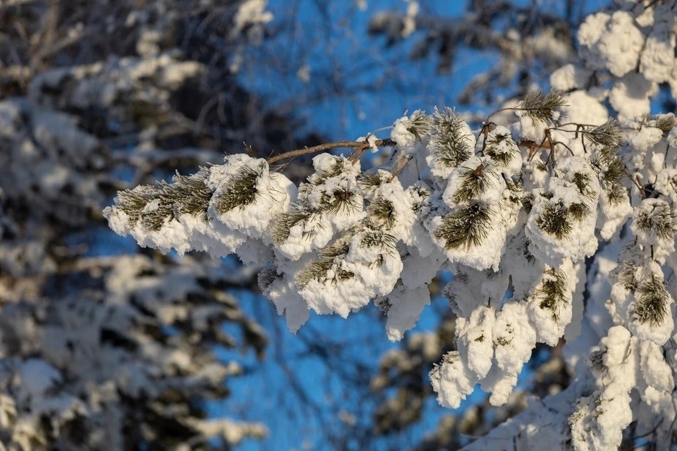    Утвержденный план предусматривает проведение работ на общей площади 3846,4 гектара. Мария ЛЕНЦ