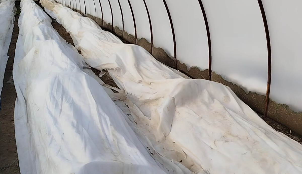 клубника под укрытием в феврале