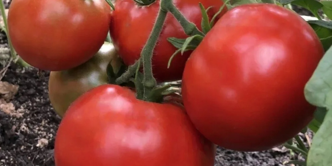 Забытые, очень урожайные сорта и гибриды томатов. На что обращать внимание при выборе семян.