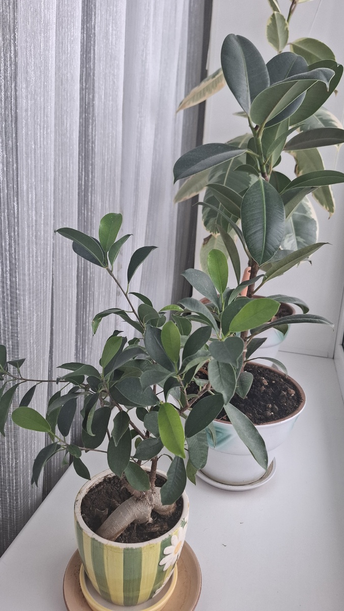 Мои фикусы. Подкормила, теперь в выходные запланировала их "купать". 
