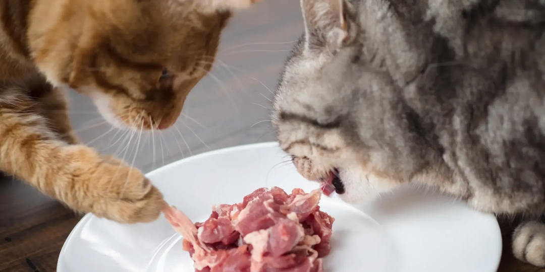 🐱О чем важно помнить при кормлении кошки сырым мясом