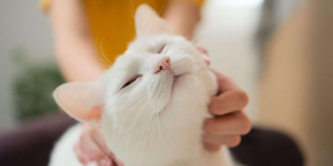 😻5 признаков счастливого кота