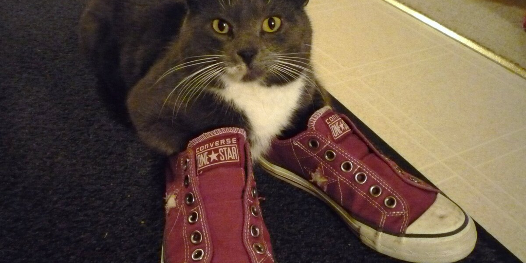 😺Почему кошки неравнодушны к хозяйской обуви