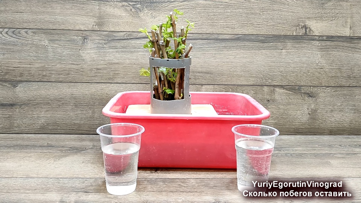 Умный укоренитель черенков поплавочного типа Егорутина.