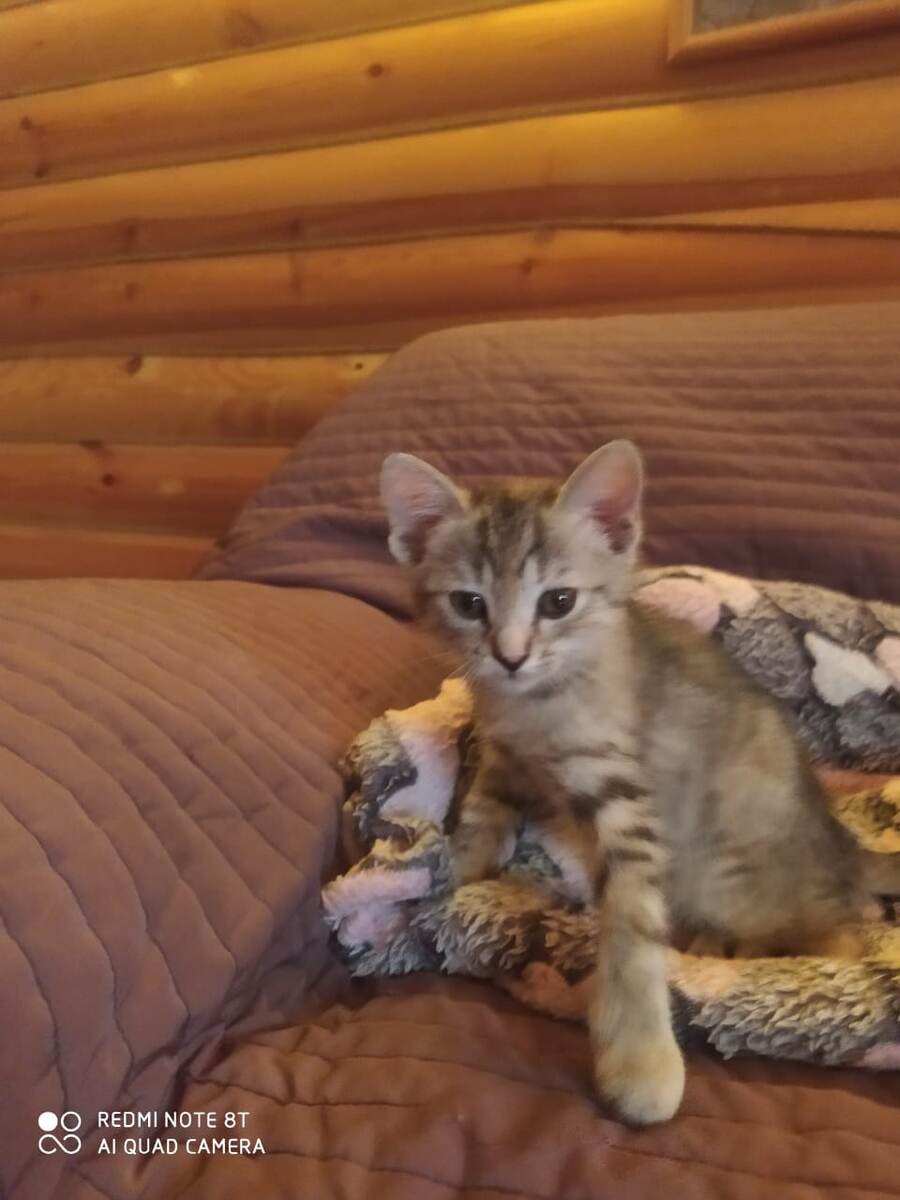 Вот такой она была))