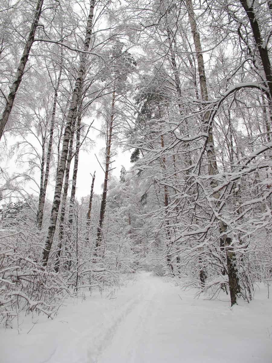 Сказочный лес