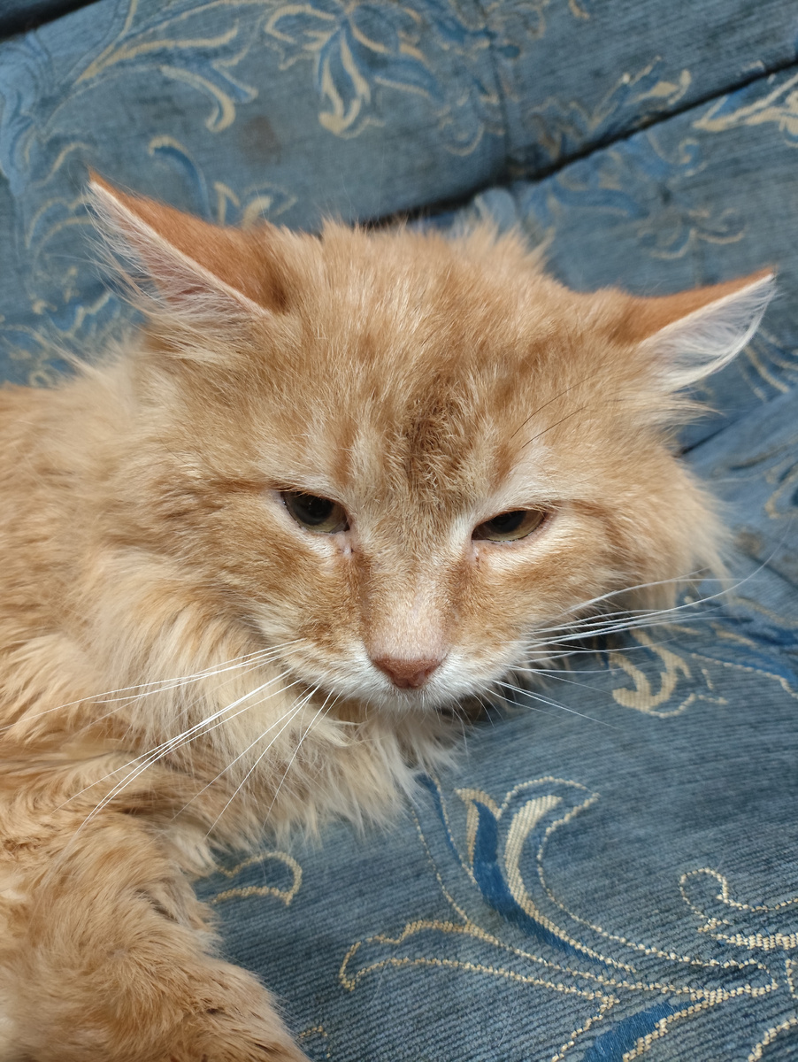 Недовольный- чесали его.  Избил пуходерку.