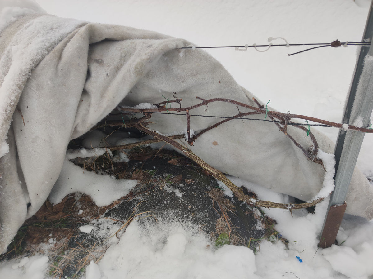 укрытие лозы