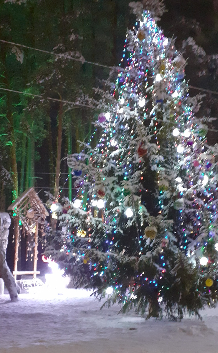 Ёлка в начале Тропы здоровья. Фото автора.