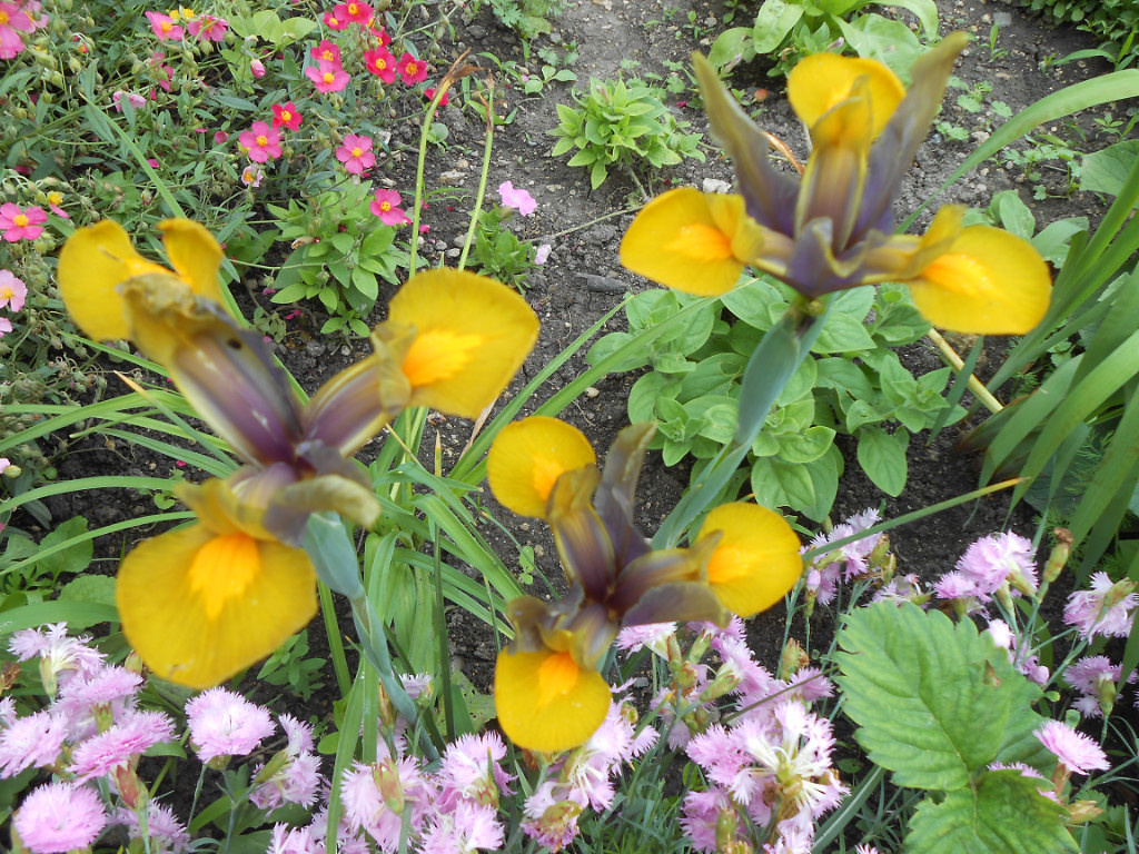 Вроде бы сорт Bronze Queen