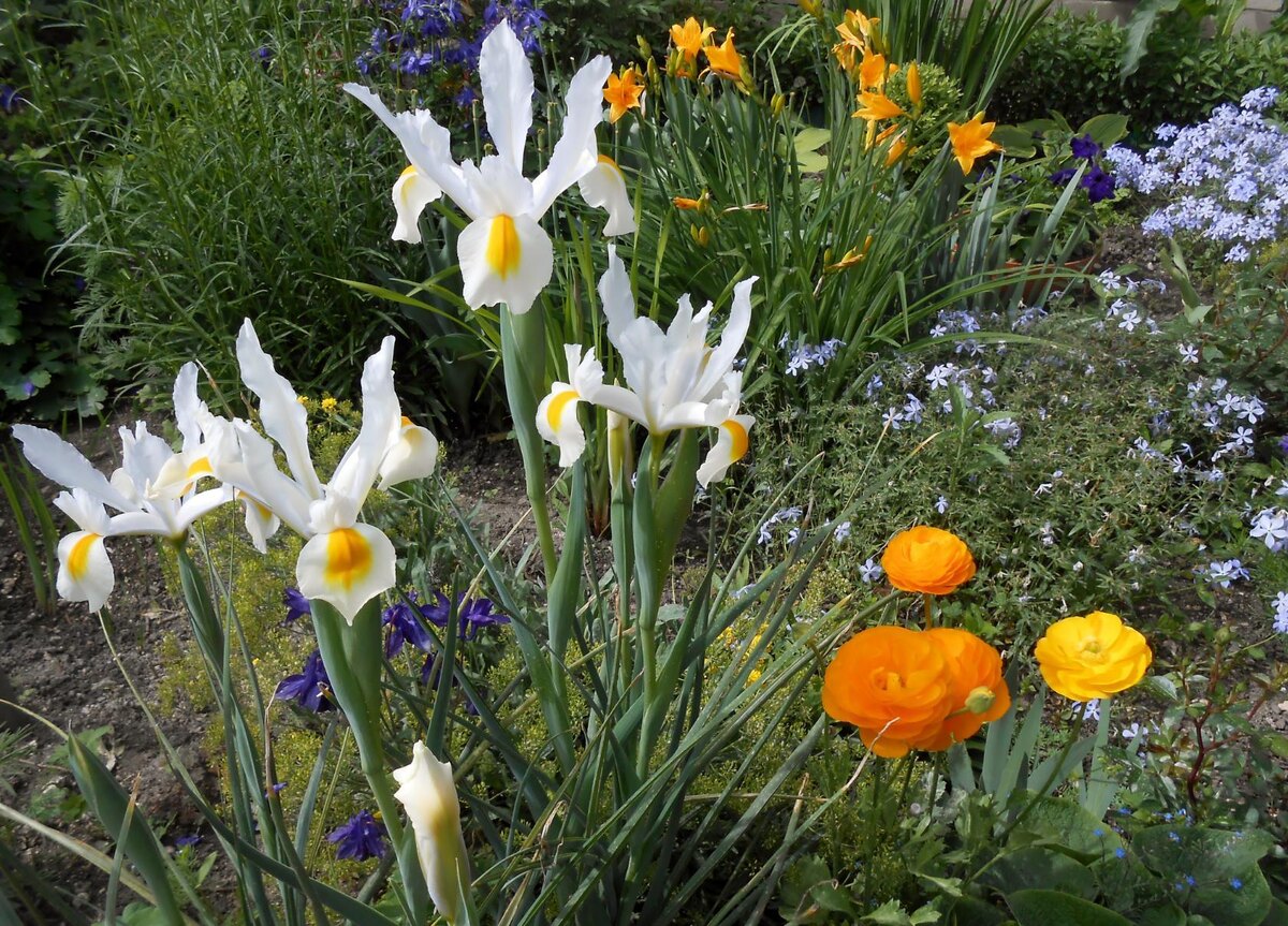 Возможно сорт Gull's Wing