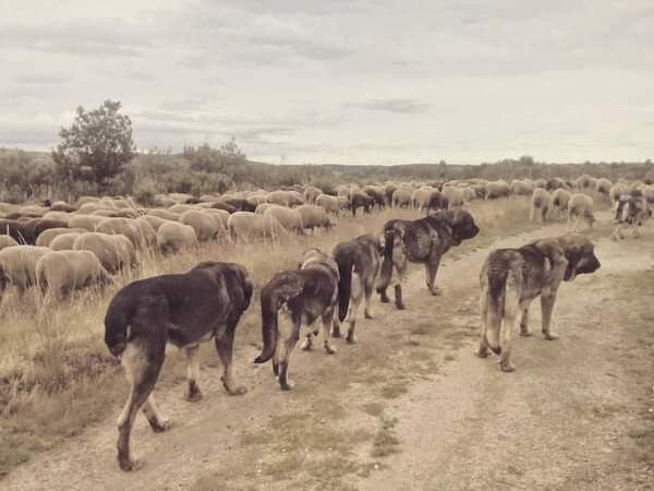 Рабочие аборигенные испанские мастифы - охранники стад.