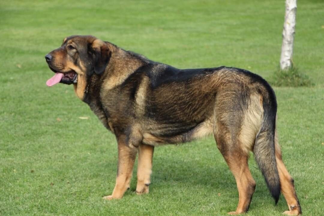 Старотипный испанский мастиф, он же ламанчский, он же эстремадурский, он же мастин эпаньол. Рослая грубая собака с элементами сырости. Хорошие углы, подтянутый живот, не отвисшие веки.