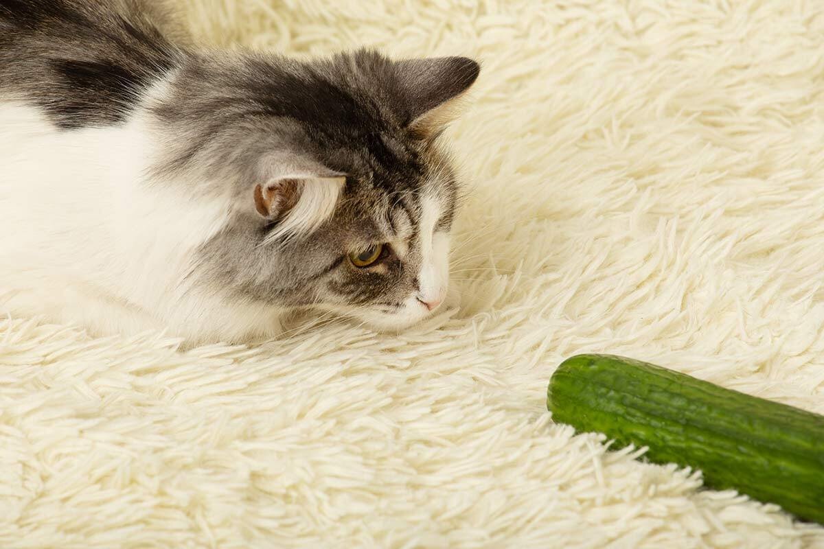 Фото с сайта: https://www.kippy.eu/blog/en/why-are-cats-afraid-of-cucumbers/