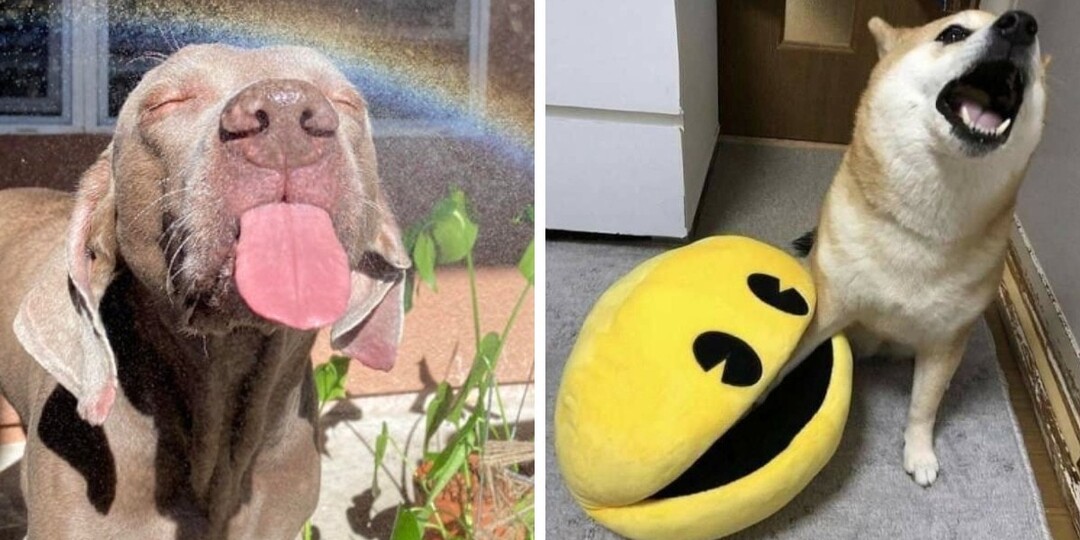 17 смешных фотографий собак, которые продемонстрировали людям всю свою дурашливость