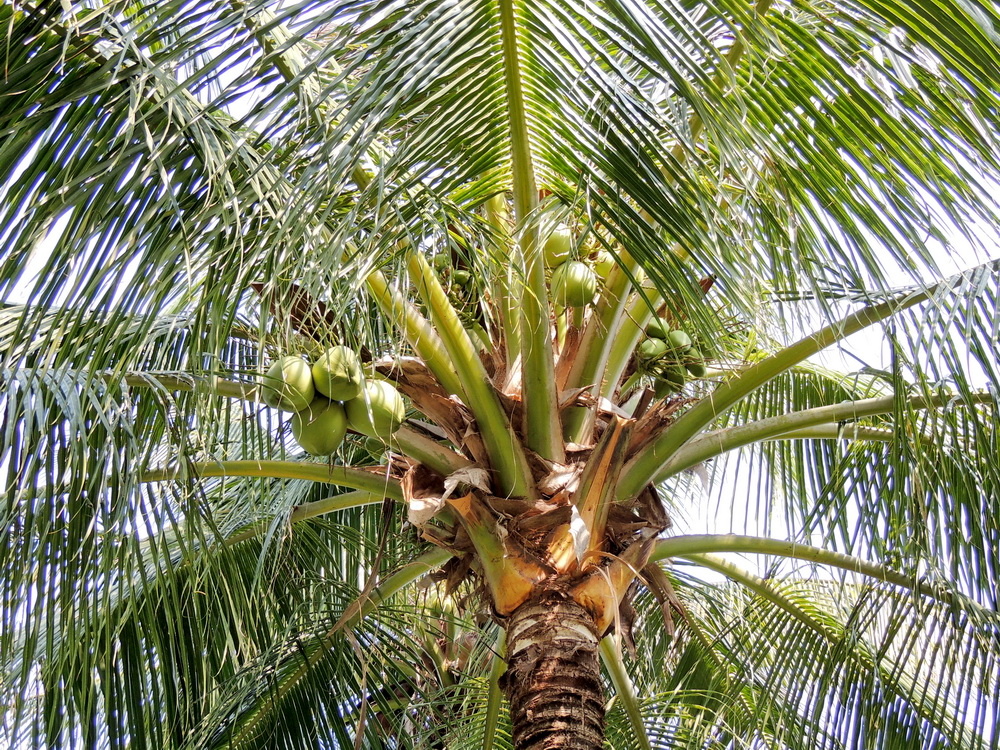 Кокосовая пальма