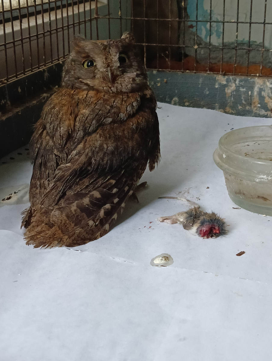 Чето мне нехорошо...