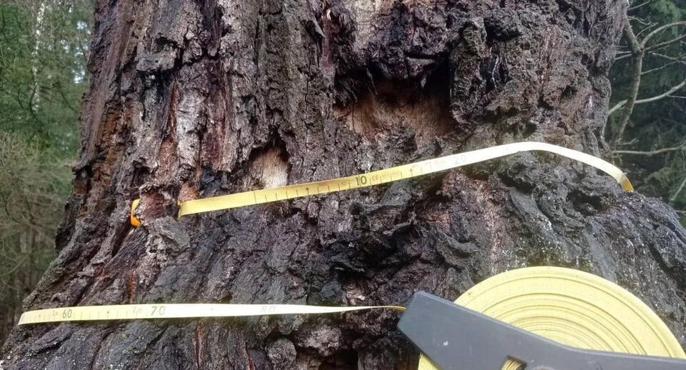    Комитет лесного хозяйства Московской области