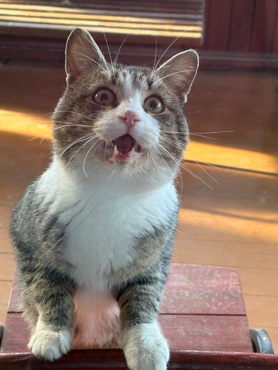 Простите, а завтрак когда будут выдавать ?! Кот Космос.