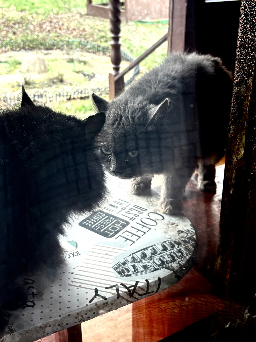 Дымок прогоняет со стола Кузю Толстого. Везде фото автора.