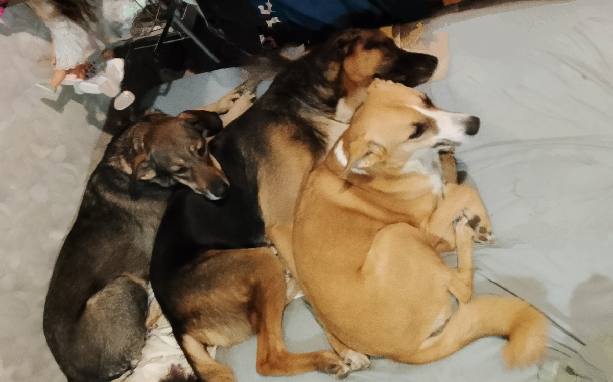 Тося, Платон и Алиса