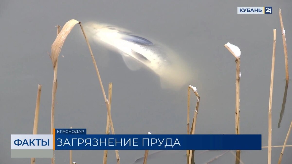    Скриншот видео телеканала «Кубань 24»