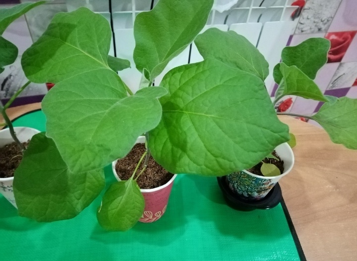 Баклажаны в рассаде/фото автора