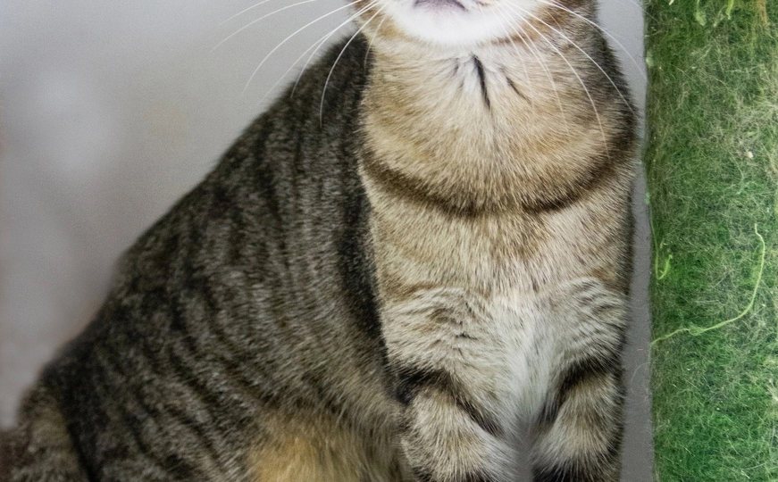 Кошечка Мотя ищет любящую семью😸💖👨‍👩‍👧