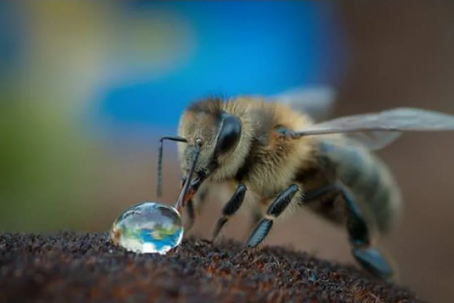 Пчелка пьет росу (не ядовитую)