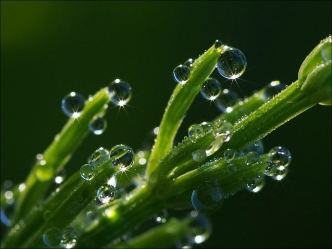 Капли на хвоще