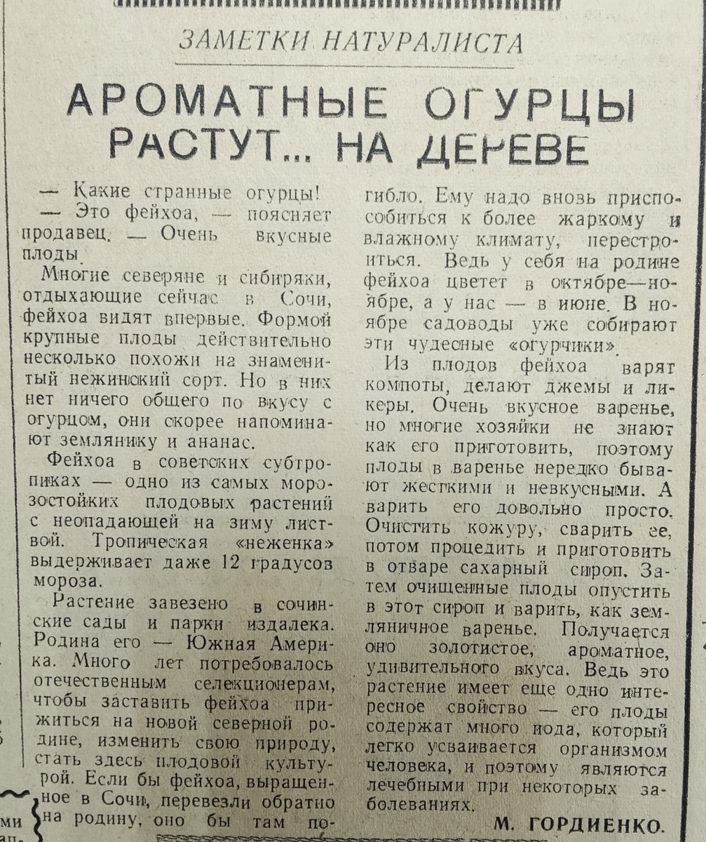 Статья из газеты "Черноморская Здравница"-3.01.1964 г. Место хранения-Сочинский городской архив