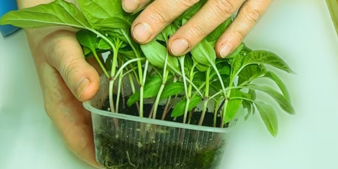 Секрет посева перцев в феврале. Жалею, что не знала этого раньше! Рассада всегда крепкая, коренастая и здоровая