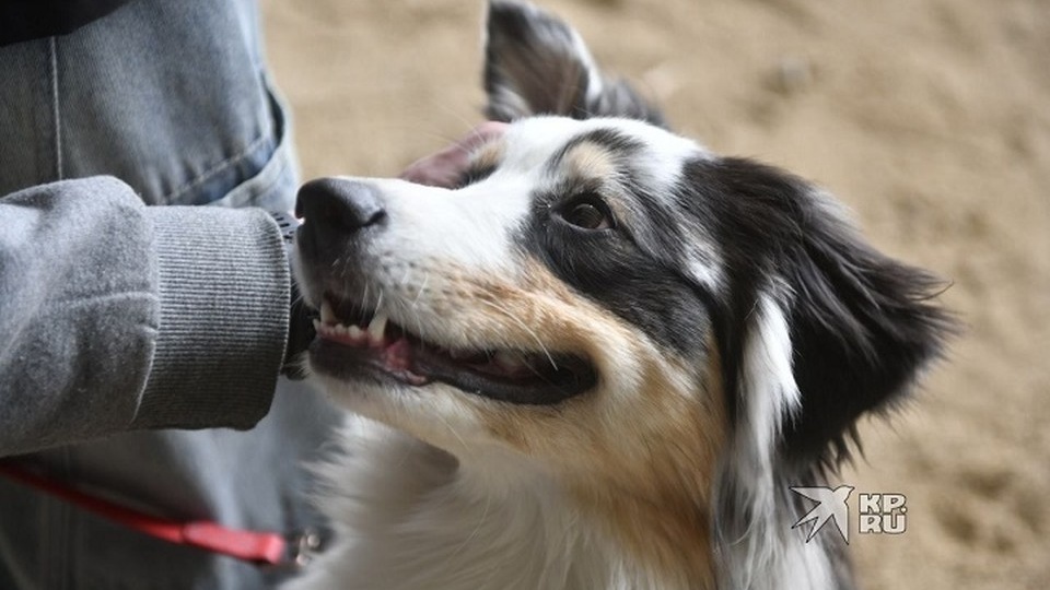 В Екатеринбурге догхантеры подкидывают сосиски с лезвиями
