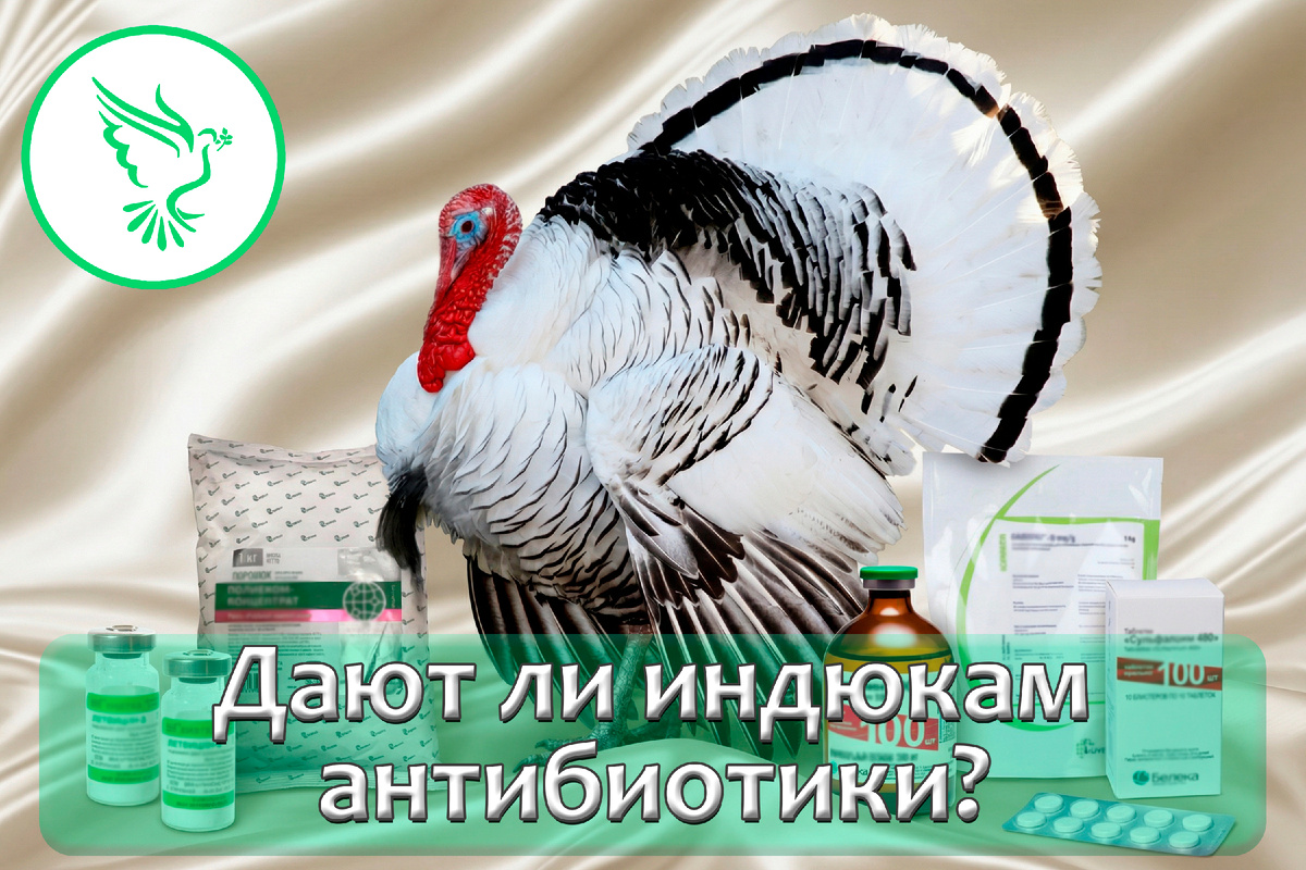 Узнайте, откуда взялся этот миф