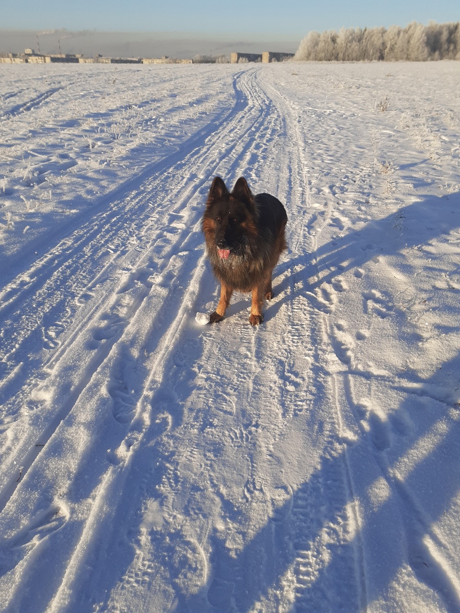 Последняя наша НЕМЕЦКАЯ овчарка-РЕЙ. УМЕР В 2019г.С ТЕХПОР ПОКА НЕ ЗАВОДИМ.ТЯЖЕЛО,КОГДА РАССТАЕШЬСЯ...