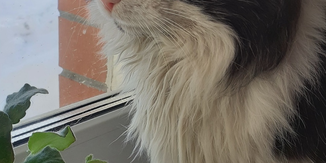 ЛЮБИМЕЦ ПУБЛИКИ-ШУРОН(ШУРИК ЛАСКОВО).