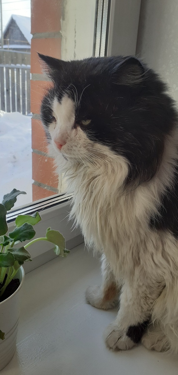 ВОТ В ТАКОГО СОЛИДНОГО "ПАРНЯ" СЕЙЧАС ВЫРОС ИЗ ТОГО МАЛЫША КОТЕЙКА.МАЛЕНЬКО ГРЯЗНОВАТ,НО ЭТО ИЗДЕРЖКИ ЕГО ВЕЧНЫХ ГУЛЯНОК.