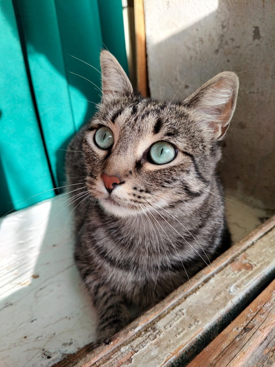 Я мечтательница и люблю помечтать о своем волшебном доме 😸✨