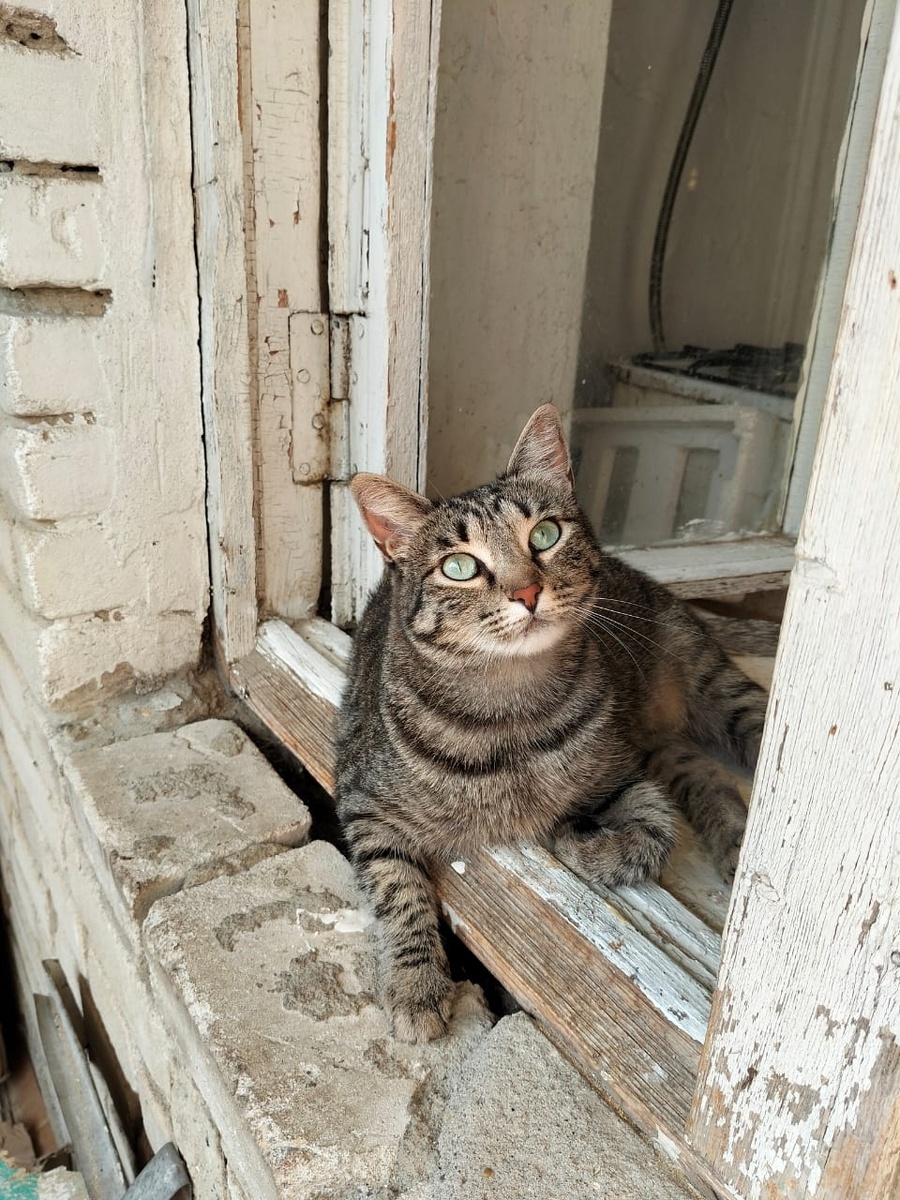 Может где-то есть моя семья и она тоже мечает обо мне?!😽👍🧡