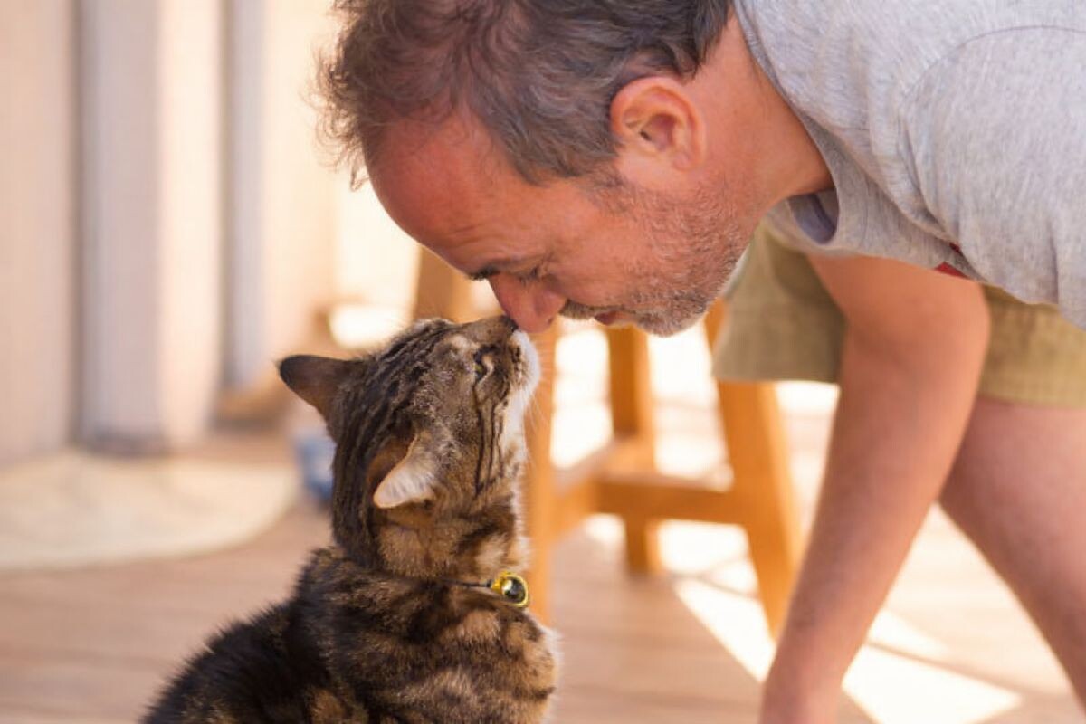 Почему кошка тычется носом в лицо