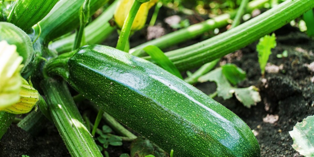 Лучшие сорта кабачков для раннего урожая